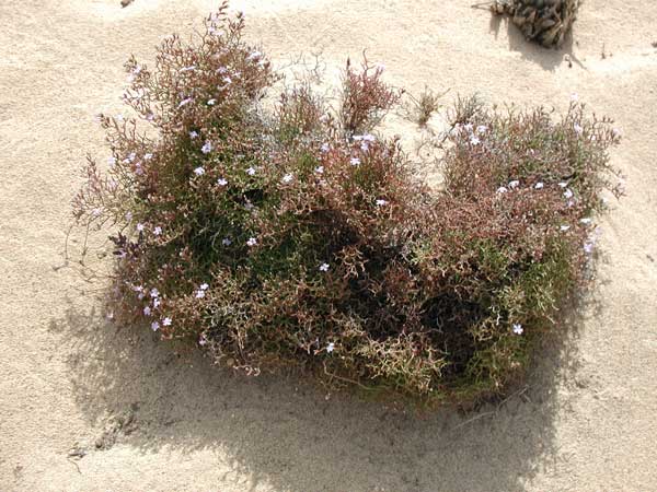 Pianta Sarda - Limonium sp.